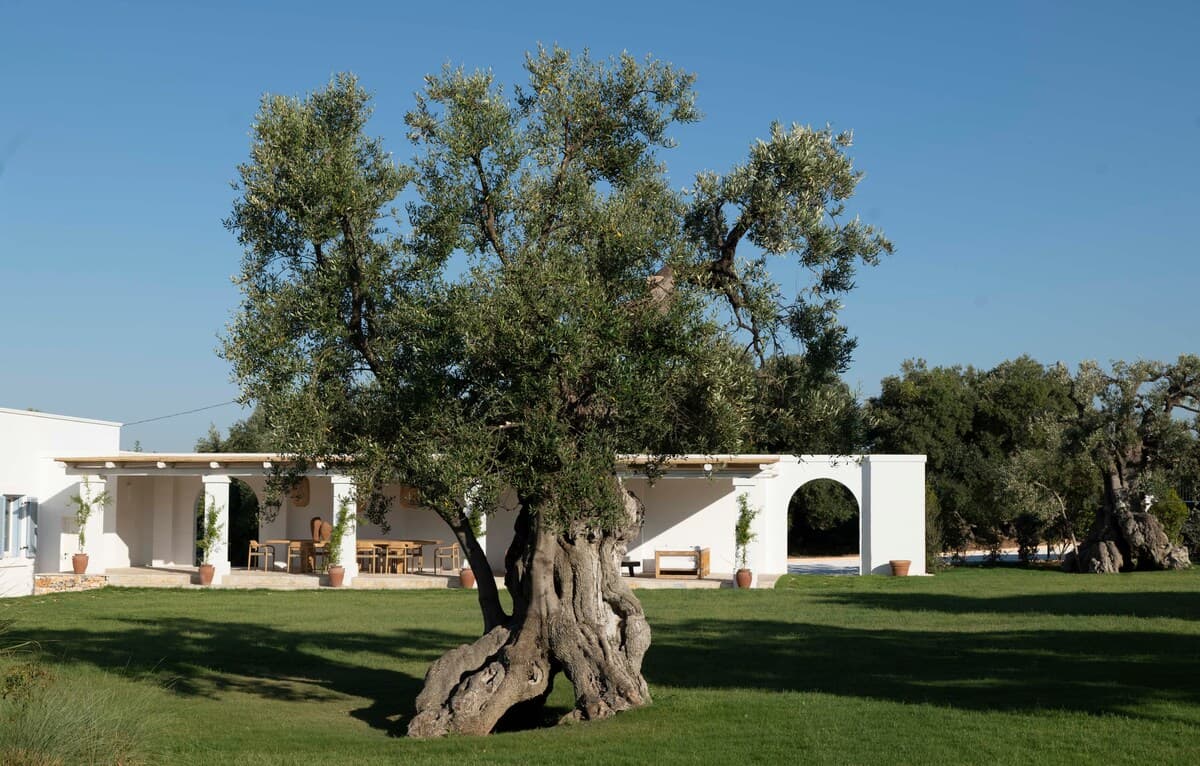 Masseria Serena 7