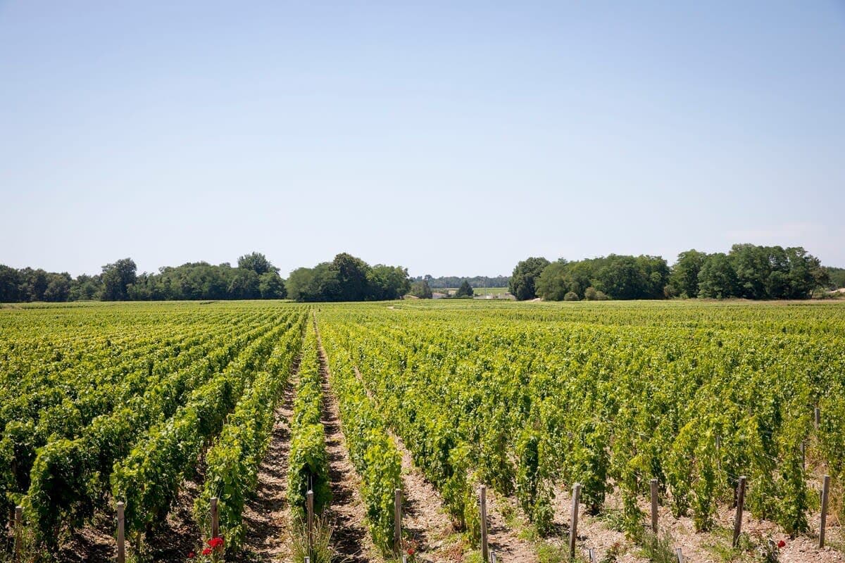 Château Malescasse 9